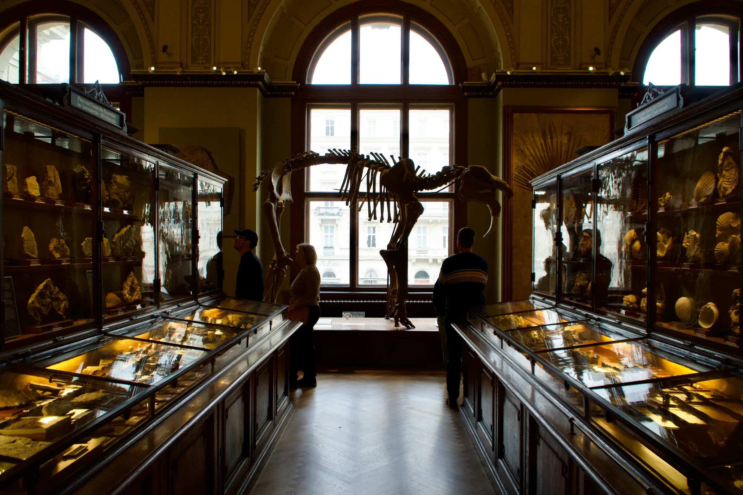 Cover for Museo de Historia Natural